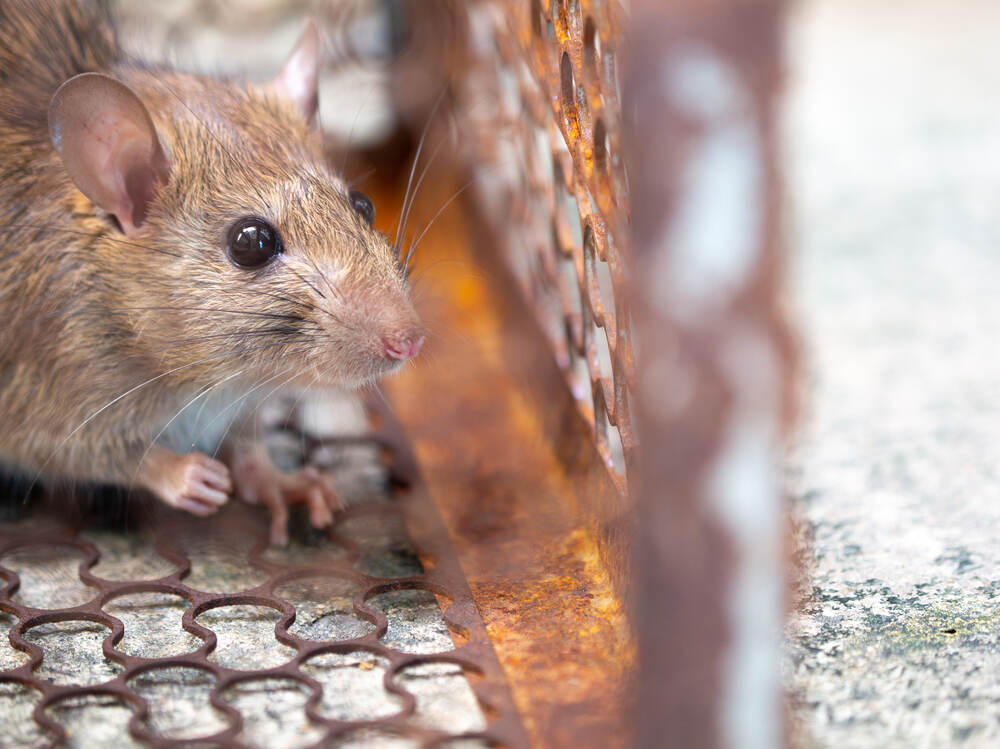 Rodent Control Solutions