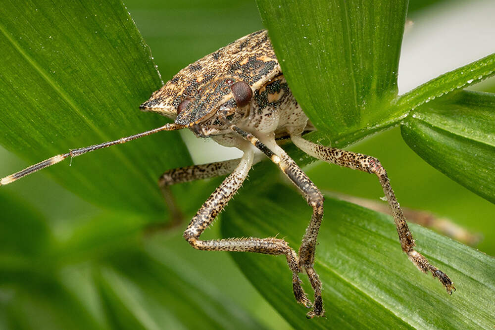 Stink Bug Infestation