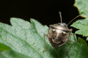 Stink Bug