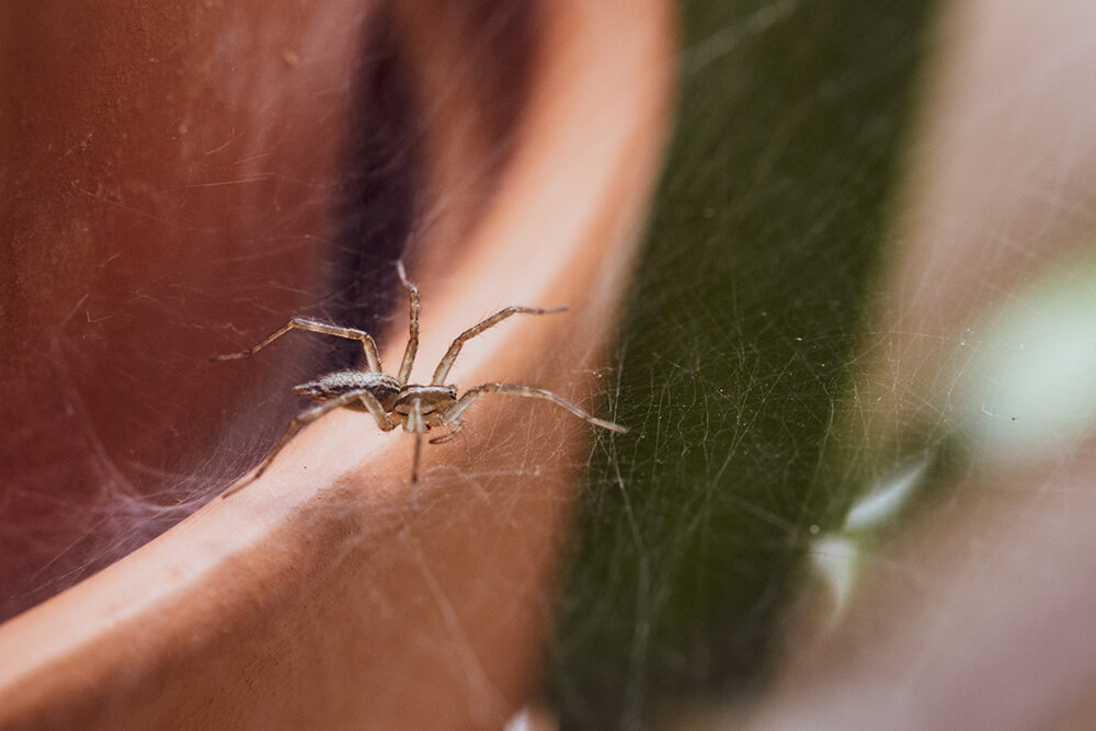 Spider Species in Ontario