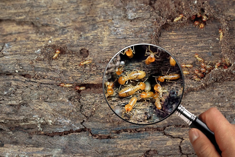 Termite Infestation