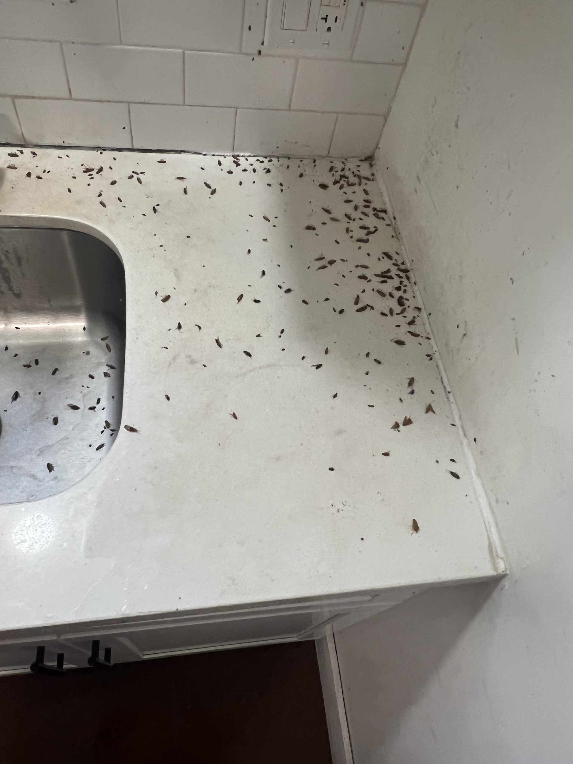 Pestro Pest Control photo 5