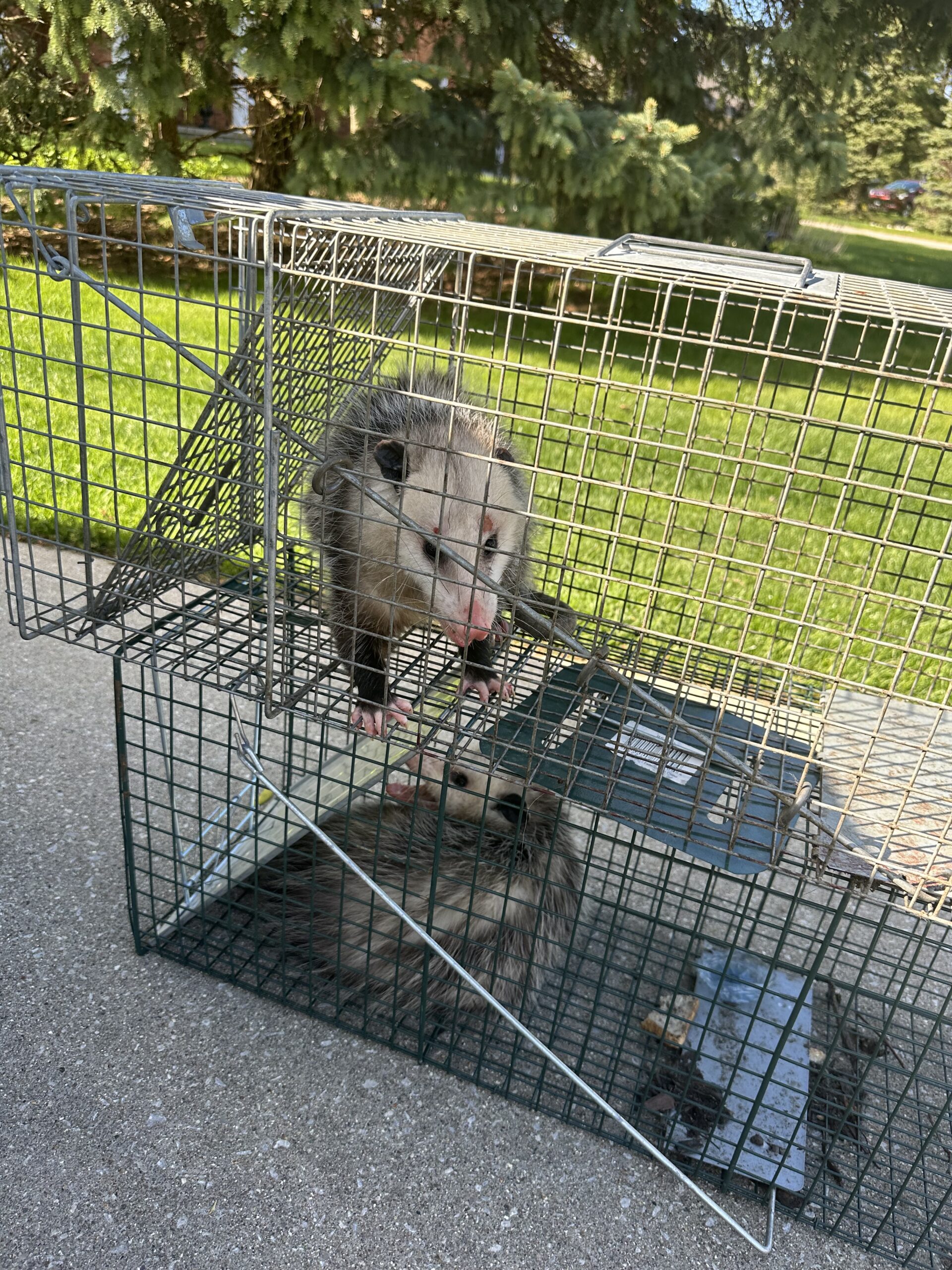 Pestro Pest Control photo 3